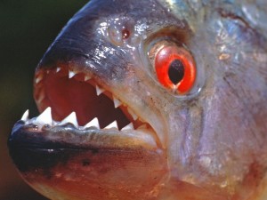 piranha-atacco-argentina-300x225